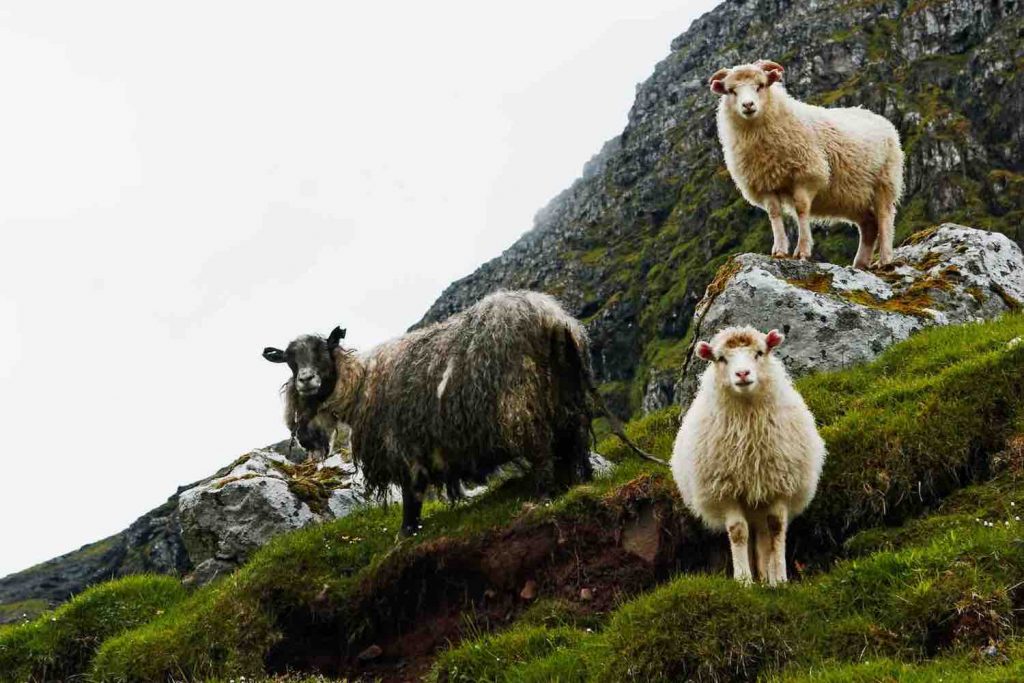 SAUER OG LAM: Det er sauer overalt - flere sauer enn mennesker på Færøyene.