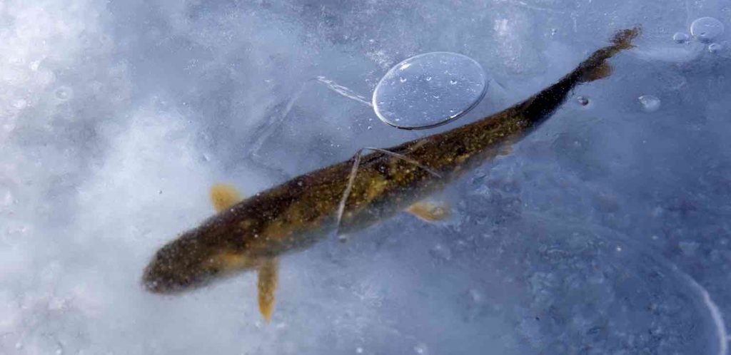 FERSK FISK: Under isen svømmer en fjell-ørret, ferskere blir det ikke.