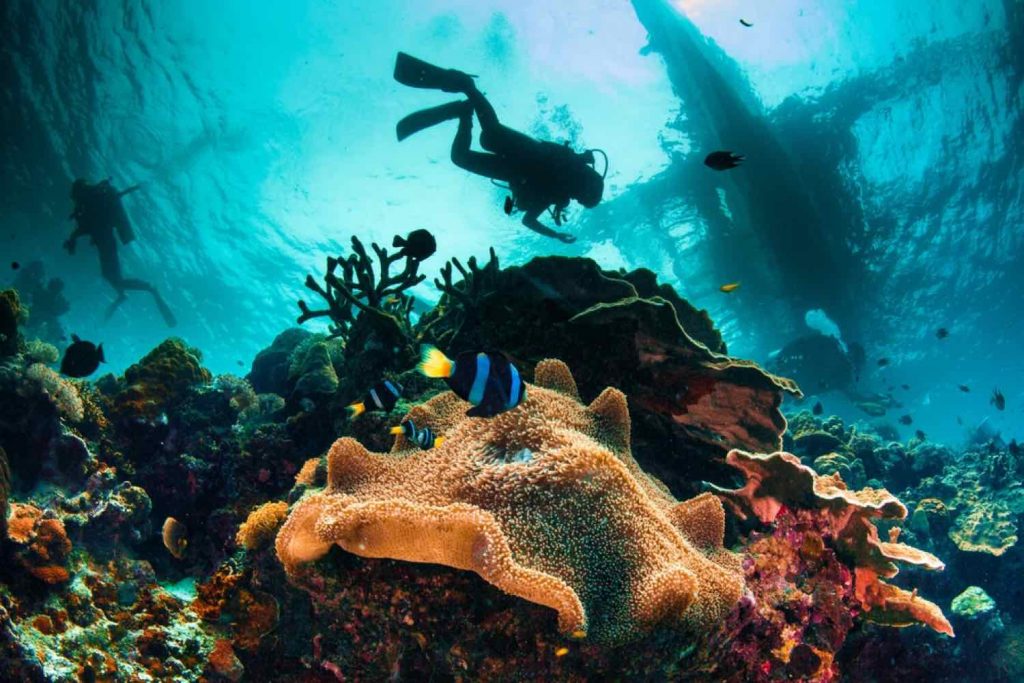 Mye å oppleve under vann langs kysten av Cebu Island.