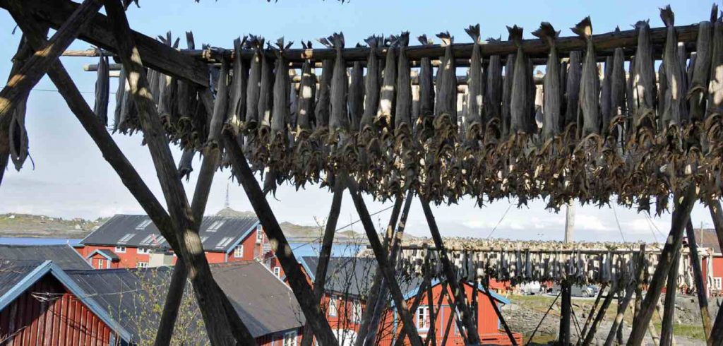 TØRRFISK: Når torsken blir tørr eksporteres den til Italia.