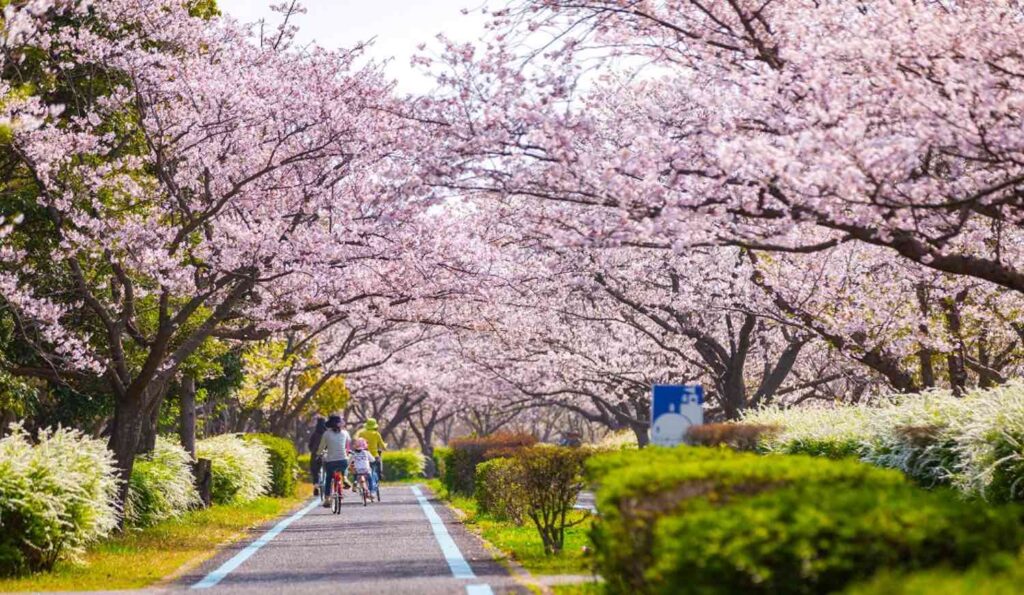 VÅREN I FUKUOKA; Våren kommer med full blomstring av trærne i parkene.