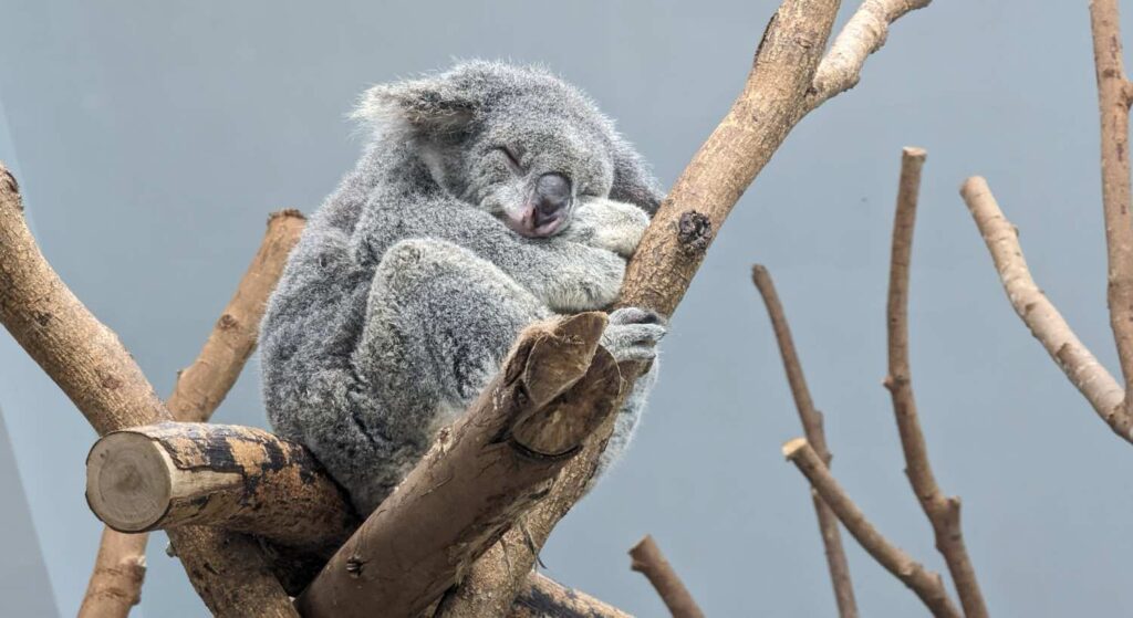 En Koala slapper av i Taipei Zoo